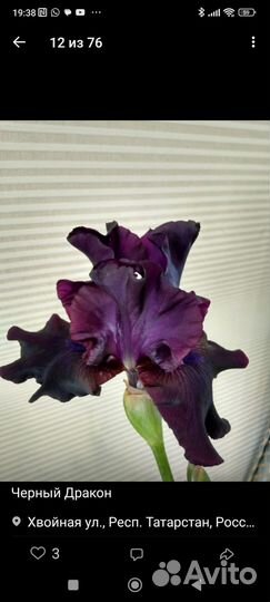 Ирисы бородатые сортовые