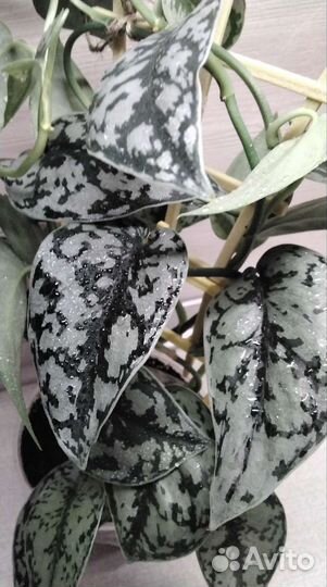 Сциндапсус Silver Lady