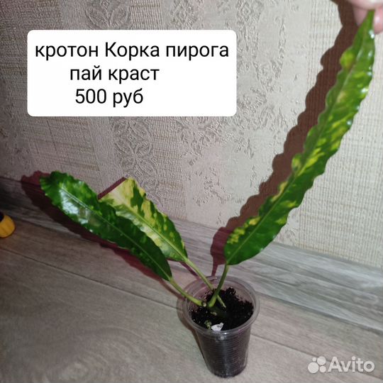 Комнатные растения и цветы