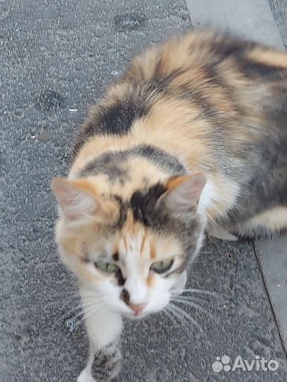 Кошка