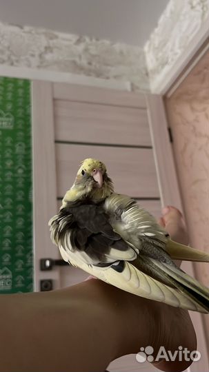 Попугай Корелла самка
