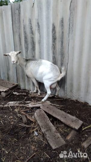 Козы и козочки альпийской и зааненской по