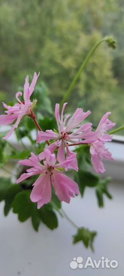 Пеларгония герань