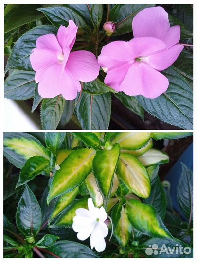 Новогвинейский бальзамин 2сорта