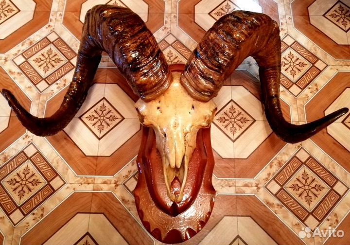 Рога барана на подставке