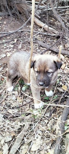 Щеночек Рой в добрый дом