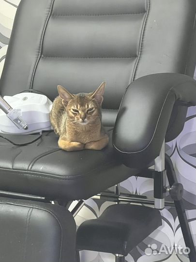 Абиссинская кошка продам