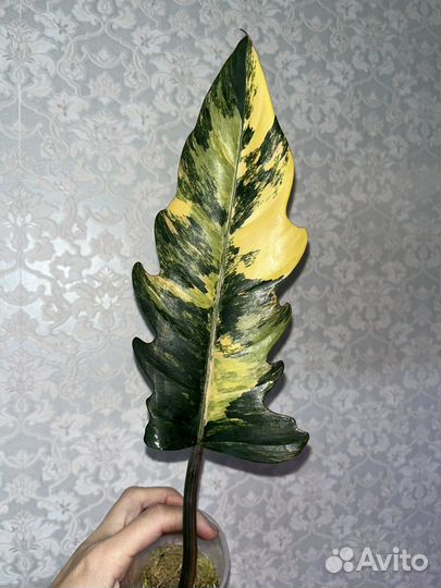 Филодендрон карамель марбл вар