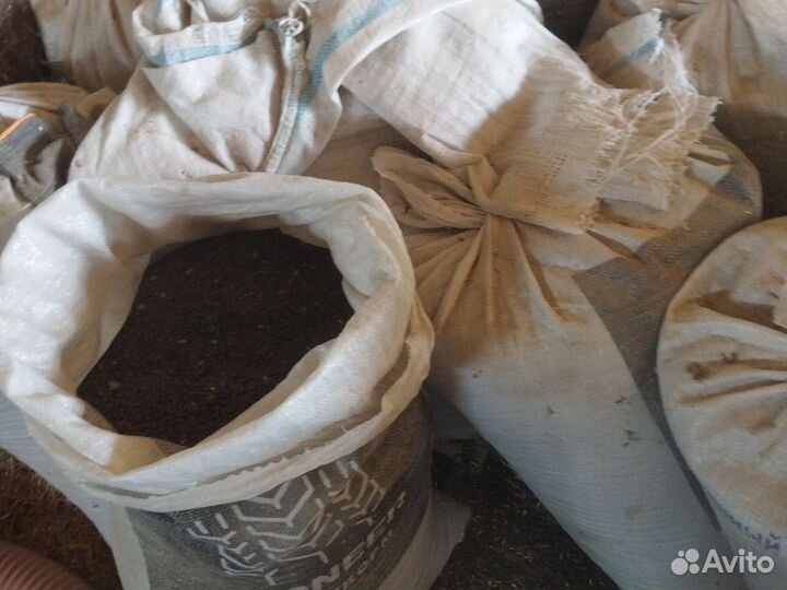 Семечка масляничная