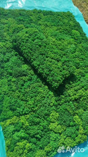 Эко панели из мха - создайте свою зеленую атмосфер