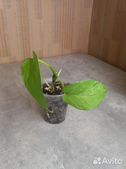 Эпипремнум марбл-квин