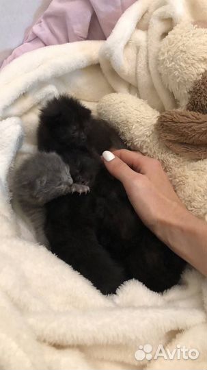 Вислоухие котята в добрые руки бесплатно