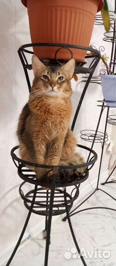 Сомалийская кошка