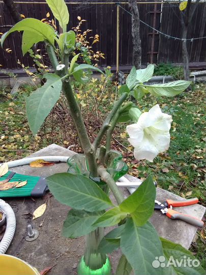 Бругмансия