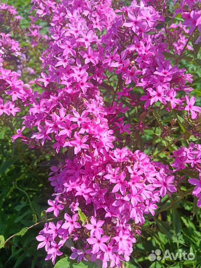 Флоксы, разные сорта