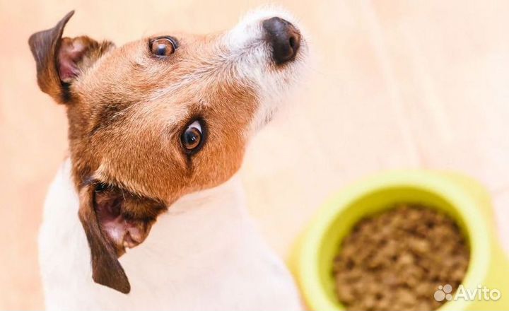 Экокорм для собак