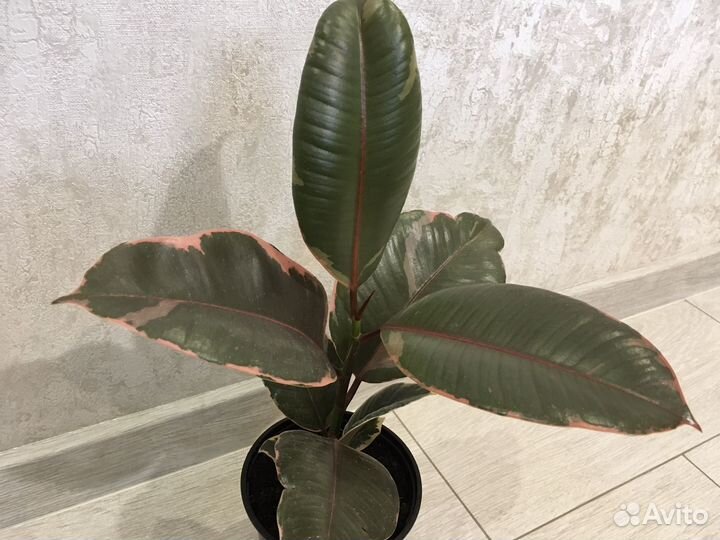 Фикус Крестовник Роули