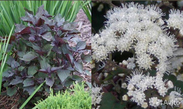 Штамбы,Клеродендрум, Посконник, Клопогон