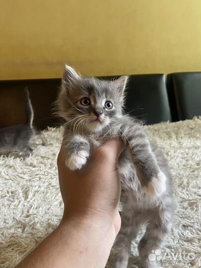 Кошка в дар бесплатно