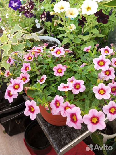 Калибрахоа