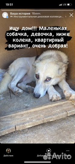 Небольшая собачка