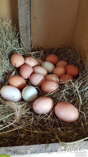 Домашние куриные яйца и козье молоко