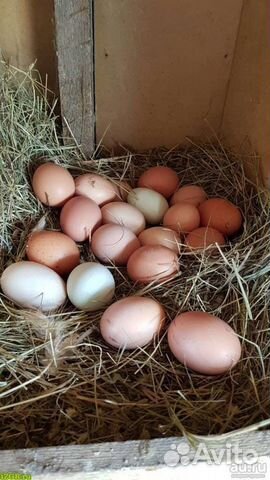 Домашние куриные яйца и козье молоко