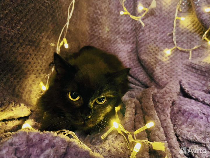 Красивая кошечка