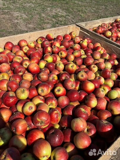 Яблоки Айдаред
