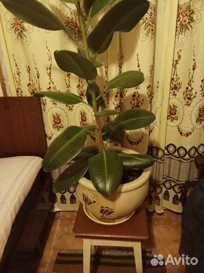 Фикус каучуконосный большой