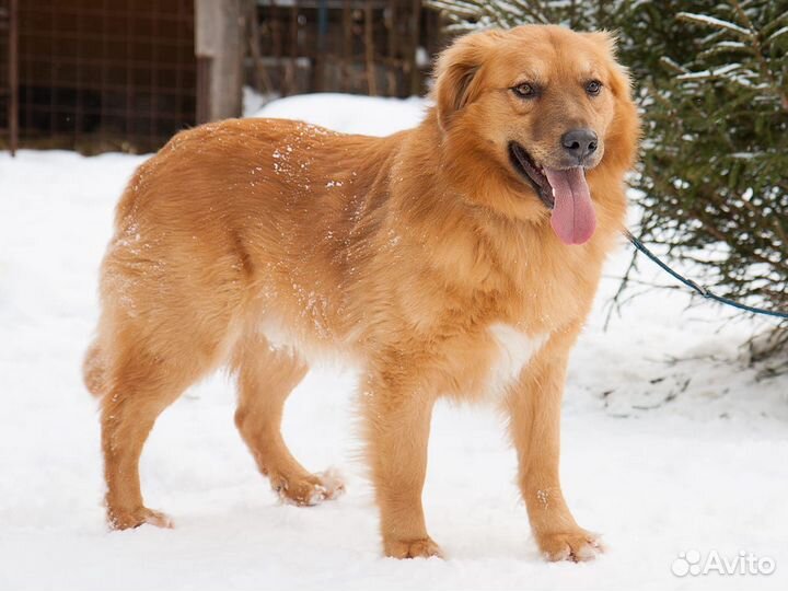 Ищет дом очаровательный Лёва