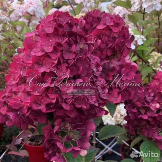 Гортензия Самарская Лидия