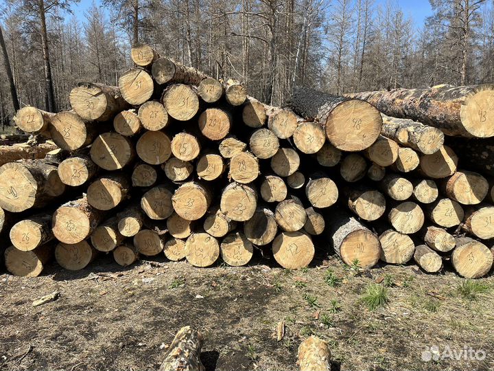 Лес кругляк сосна