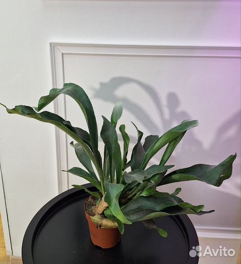 Папоротник платицериум