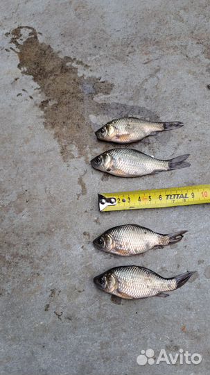 Живая рыба карась