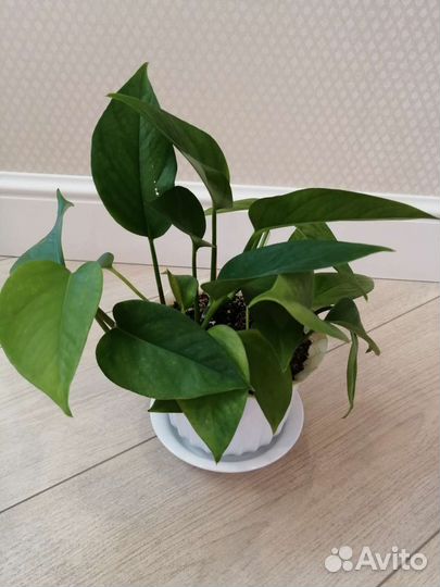 Эпипремнумы Золотистый, Жаде, Сильвер Энн