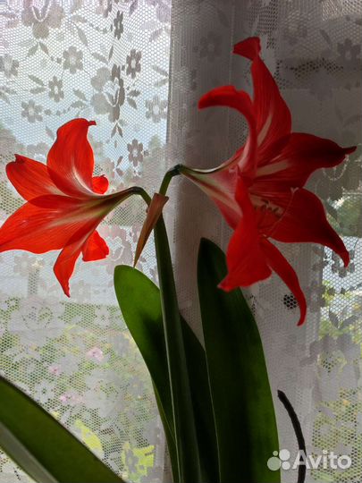 Комнатный цветок. Гиппеаструм