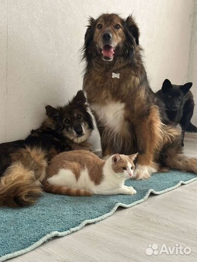 Собака в добрые руки