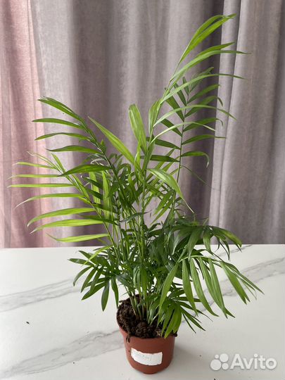 Комнатные растения доставка бесплатно