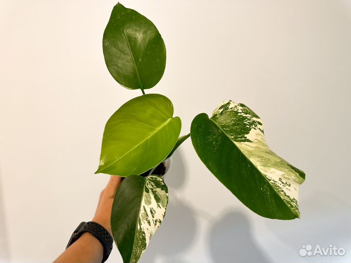 Монстера альба