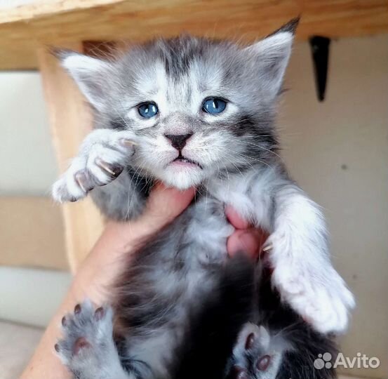 Котята Мейн кун