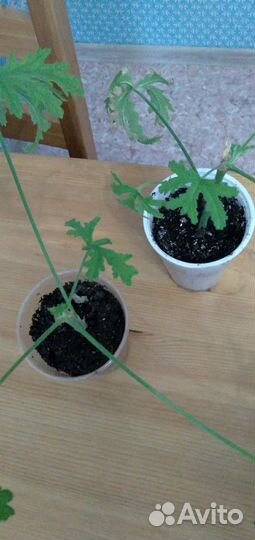 Герань душистая