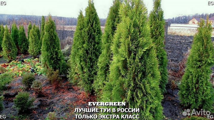 Туя брабант