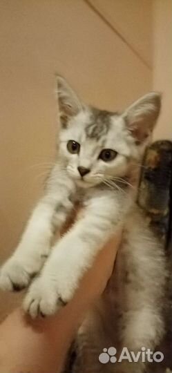 Британская