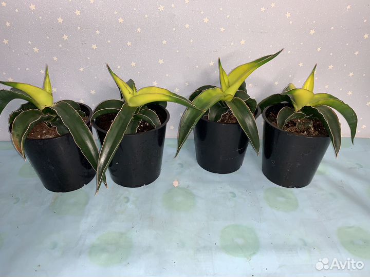 Сансиеверия Звездная Канарейка 12/20см