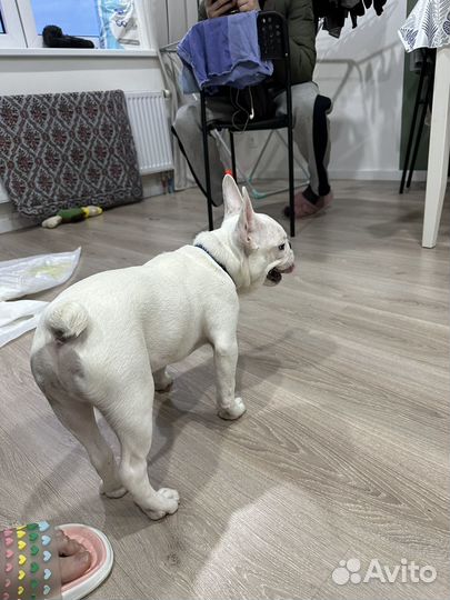 Французский бульдог щенок