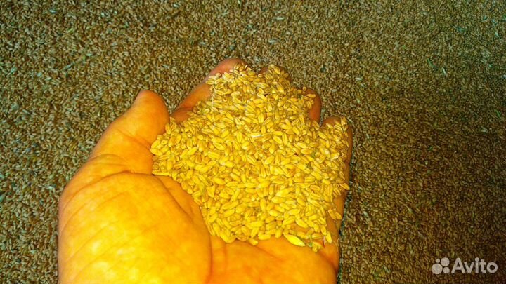 Зерно пшеница