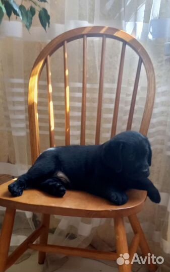 Щенки лабрадора