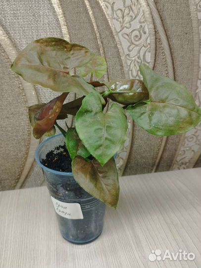 Сингониумы сортовые