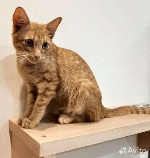 Ярко рыжий котенок мальчик Перчик в дар